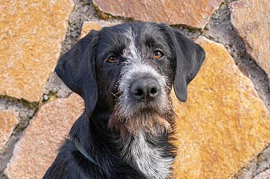 Hund Ollie