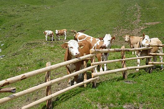 Schallmairhof - Seznam Photo