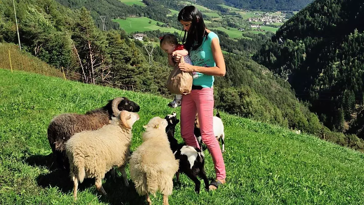 Probehnete se po pastvine, kde se pasou naše ovce a kozy nebo je pozorujte z balkonu. A mužete nám pomoci je nakrmit!
