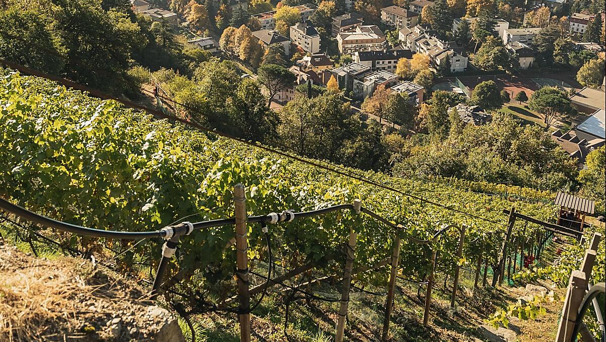 Vinice s odrůdou Cabernet