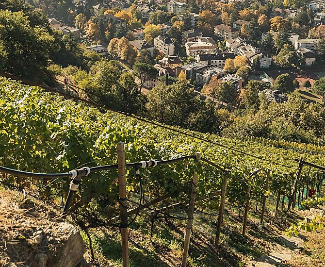 Vinice s odrůdou Cabernet
