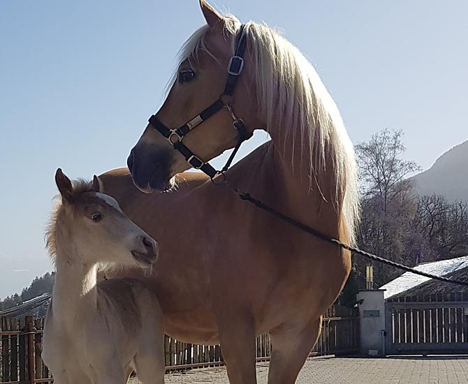 Jelikož provozujeme malou chovnou stáj haflingu, témer každý rok se na statku narodí hríbata.
