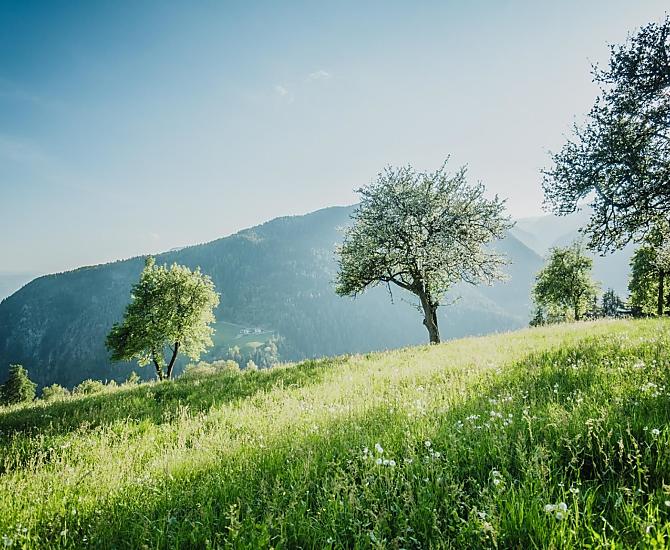 Telfnerhof - Fotogalerie Photo