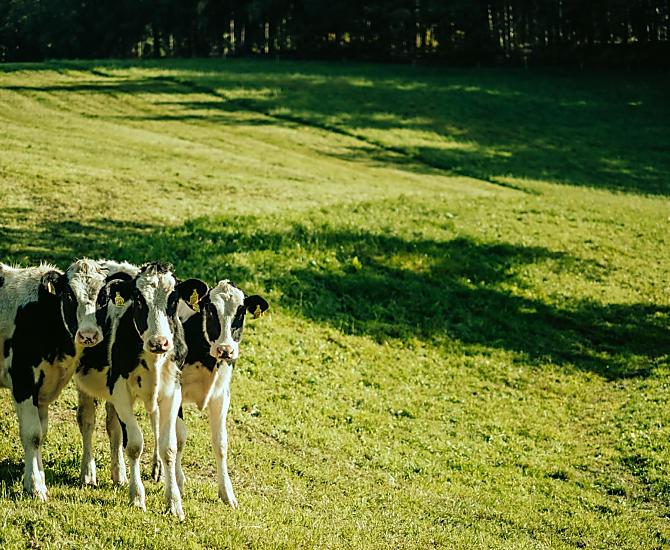 Telfnerhof - Fotogalerie Photo