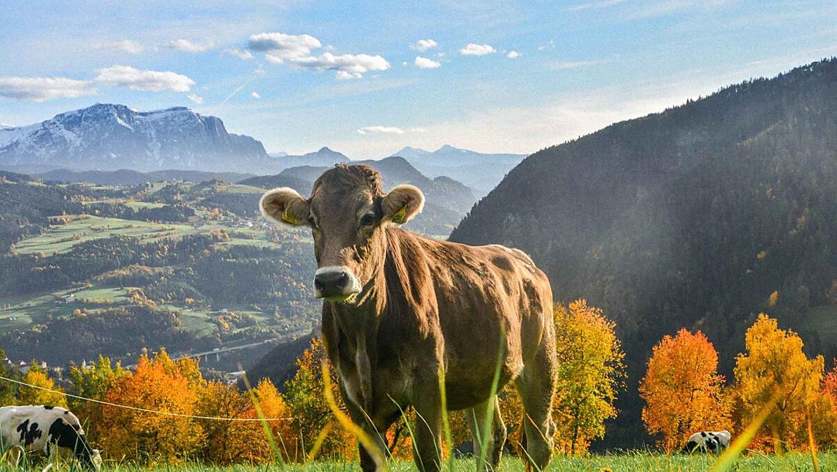 Telfnerhof - Fotogalerie Photo