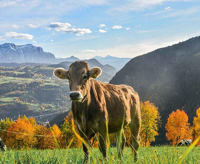 Telfnerhof - Fotogalerie Photo