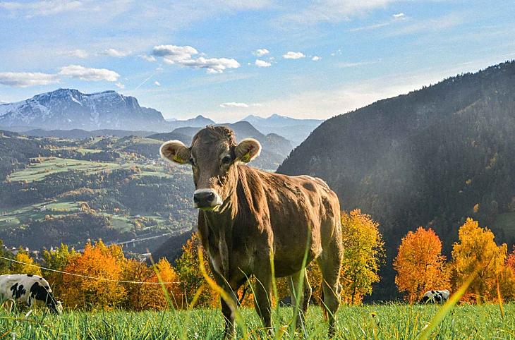 Telfnerhof - Fotogalerie Photo