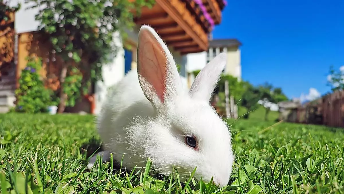 Děti si mohou pohladit naše králíčky a morčátka.