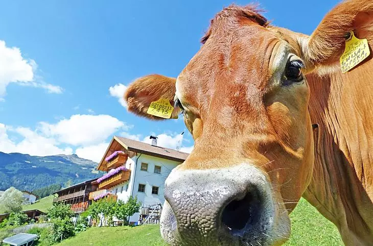 Naše Luisa si užívá slunce na pastvině před naším statkem.