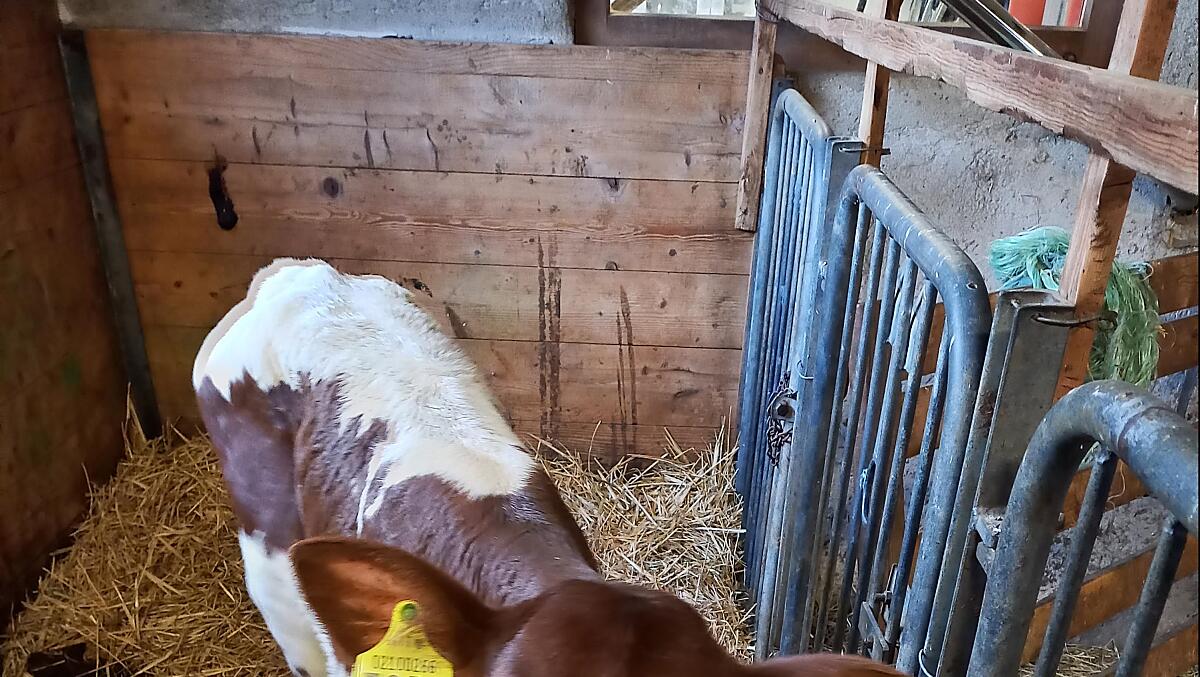 V našem statku chováme ohrožené plemeno pinzgavského skotu.