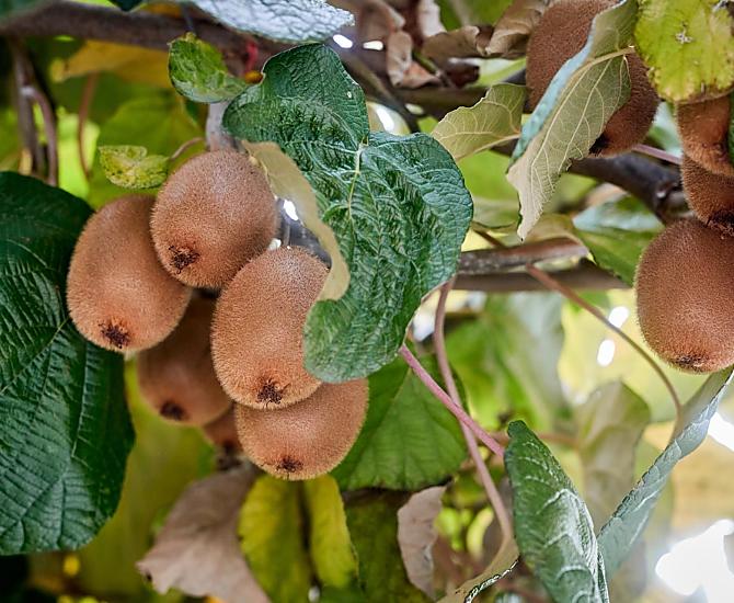 Parkoviště je zastřešené loubím z kiwi