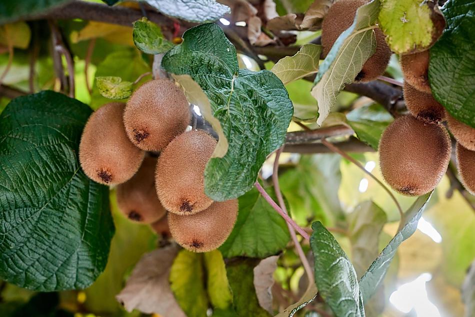 Parkoviště je zastřešené loubím z kiwi