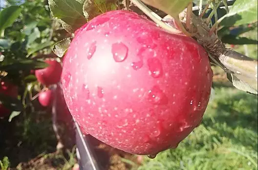 V závislosti na rocním období ovoce z vlastního pestování