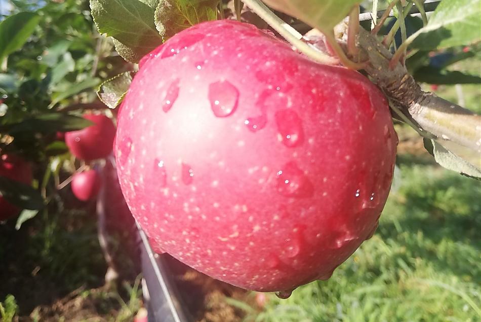 V závislosti na rocním období ovoce z vlastního pestování