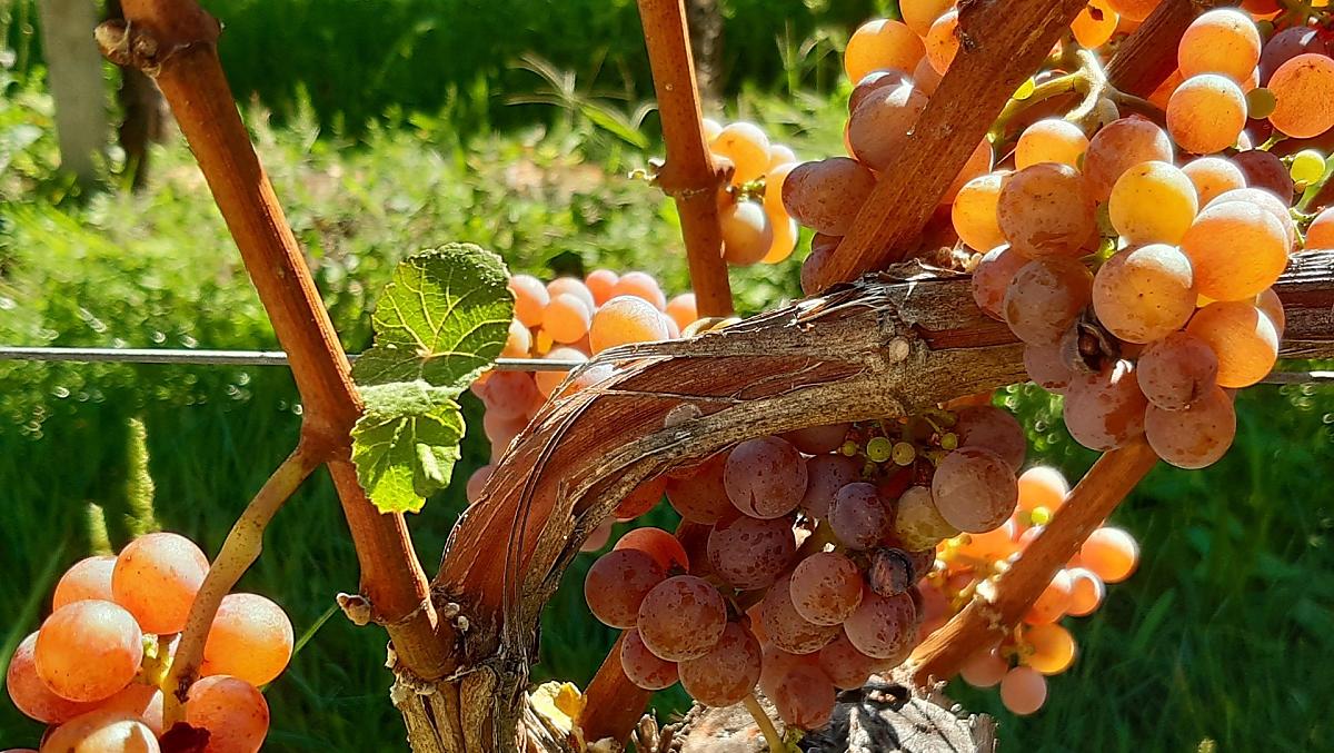 Náš Gewürztraminer