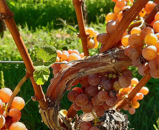 Náš Gewürztraminer