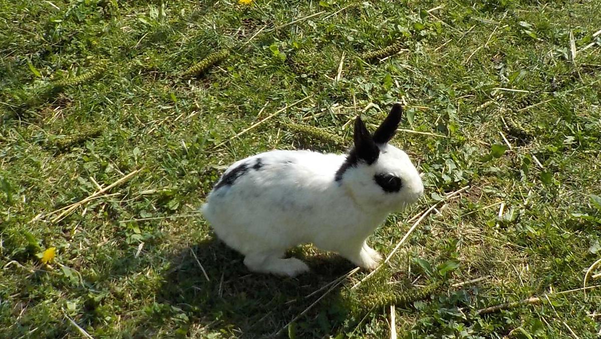 Králík White