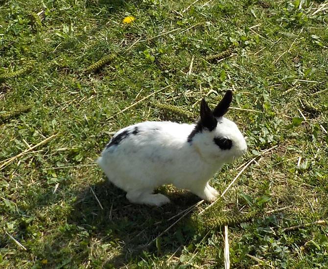 Králík White