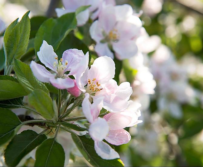 Kvetoucí jablone na jare