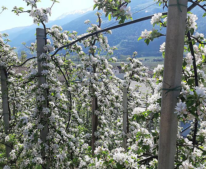 Die Apfelblüte im Vinschgau