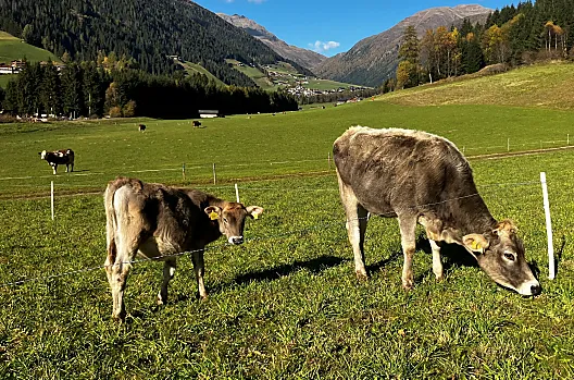 Lippenhof - Seznam Photo